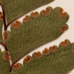 Adiantum fulvum. Close up of WELT P021143/B, Whangaroa, showing antrorse hairs on pinna costae, and stiff hairs on abaxial lamina surfaces.
 Image: B. Hatton © Te Papa CC BY-NC 3.0 NZ